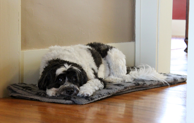 Baxter is ready for a nap after he and Bo played all morning!