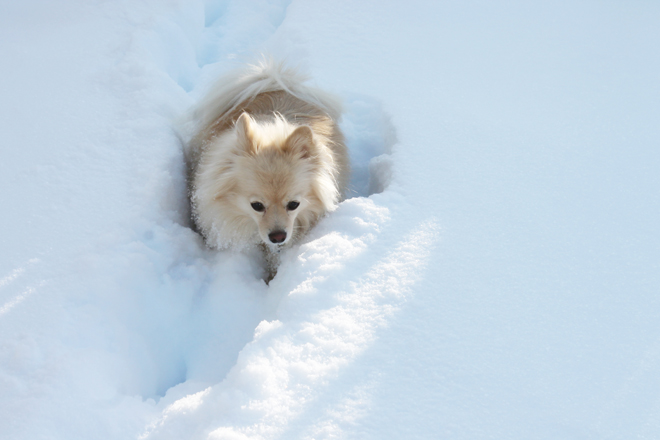 ...Koda not so much. This is as far as she got before running inside! :)